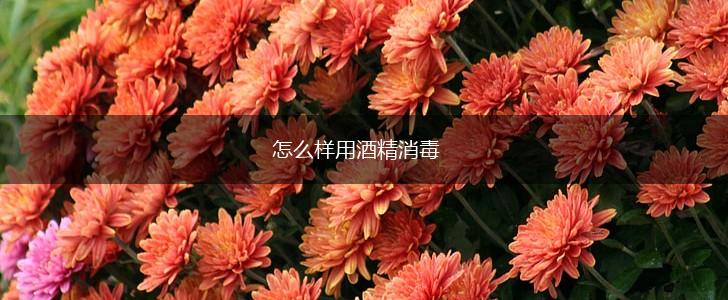 怎么样用酒精消毒,第1张