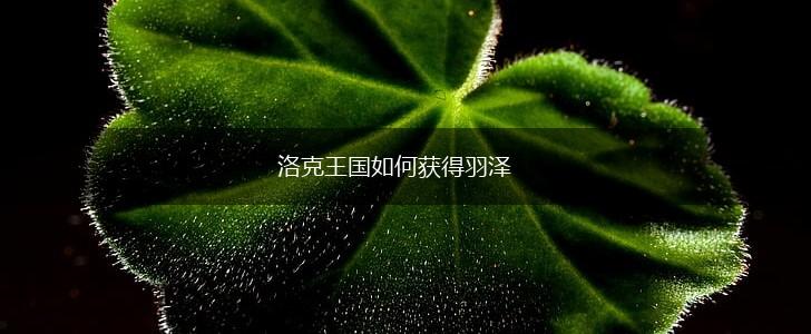 洛克王国如何获得羽泽,第1张