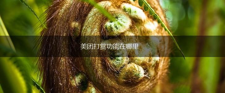 美团打赏功能在哪里,第1张