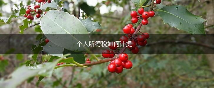 个人所得税如何计提,第1张