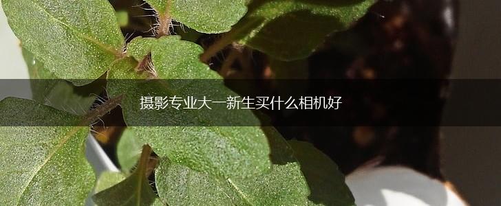 摄影专业大一新生买什么相机好,第1张
