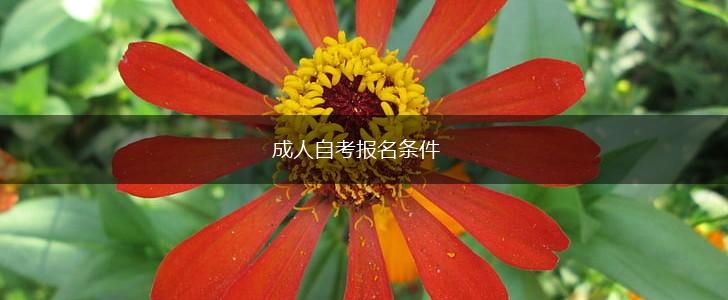 成人自考报名条件,第1张