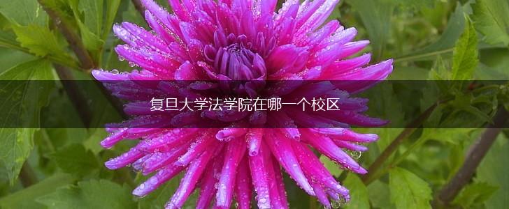 复旦大学法学院在哪一个校区,第1张