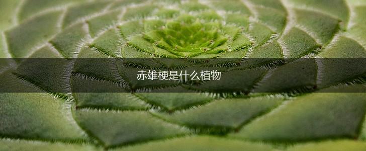 赤雄梗是什么植物,第1张