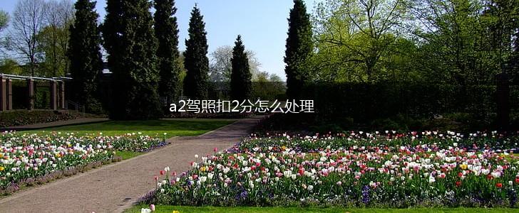a2驾照扣2分怎么处理,第1张