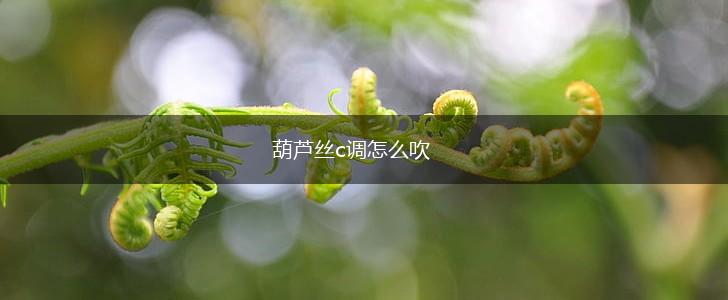 葫芦丝c调怎么吹,第1张