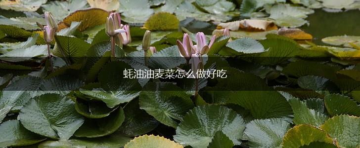 蚝油油麦菜怎么做好吃,第1张