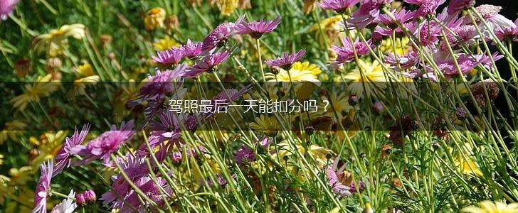 驾照最后一天能扣分吗？,第1张