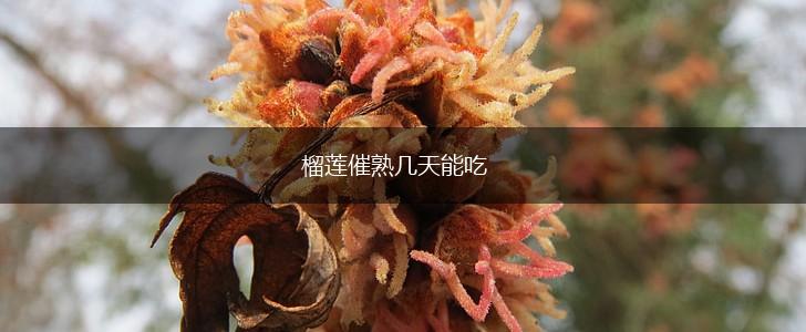 榴莲催熟几天能吃,第1张