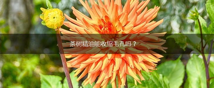 茶树精油能收缩毛孔吗？,第1张