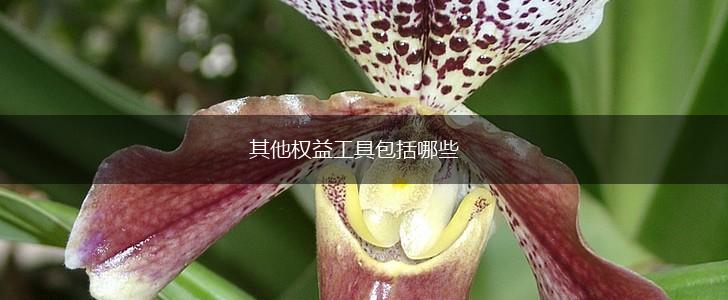 其他权益工具包括哪些,第1张