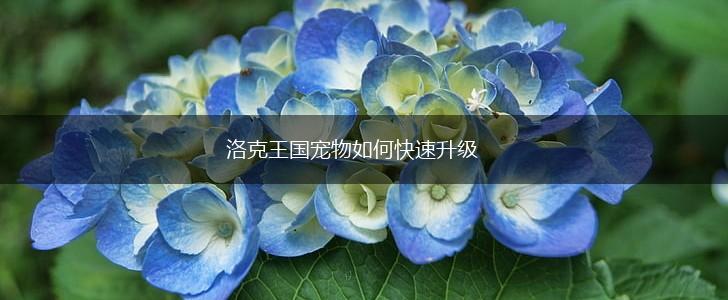 洛克王国宠物如何快速升级,第1张