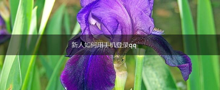 新人如何用手机登录qq,第1张