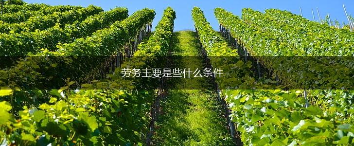 劳务主要是些什么条件,第1张