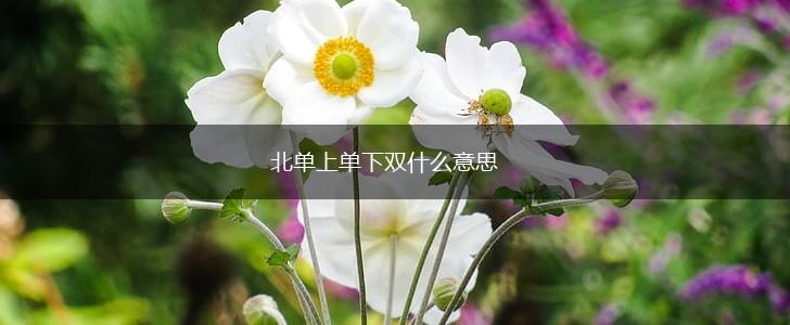 北单上单下双什么意思,第1张