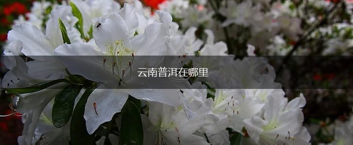 云南普洱在哪里,第1张