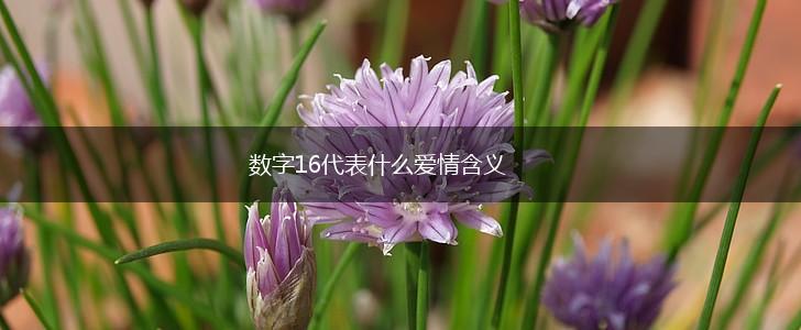 数字16代表什么爱情含义,第1张