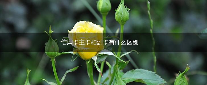 信用卡主卡和副卡有什么区别,第1张