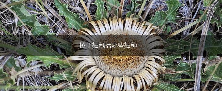 拉丁舞包括哪些舞种,第1张
