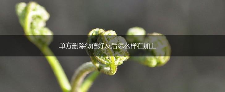 单方删除微信好友后怎么样在加上,第1张