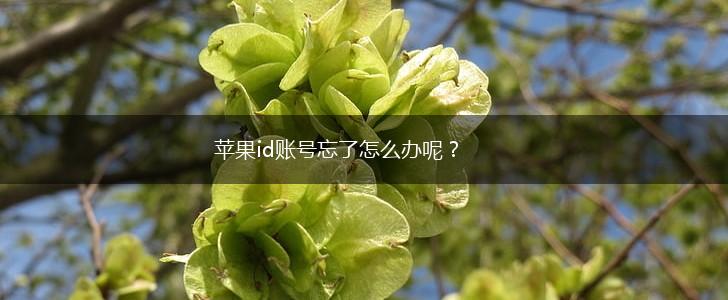 苹果id账号忘了怎么办呢？,第1张