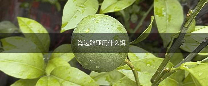 海边路亚用什么饵,第1张