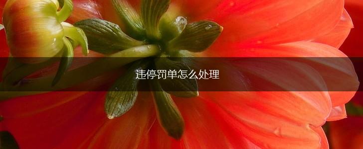 违停罚单怎么处理,第1张