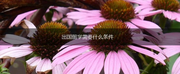 出国留学需要什么条件,第1张