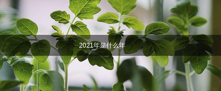 2021年是什么年,第1张