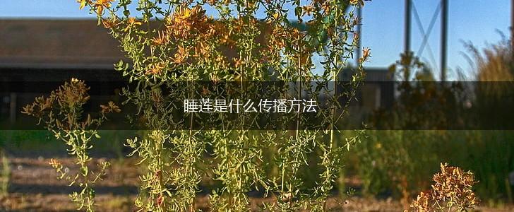 睡莲是什么传播方法,第1张