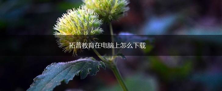 拓普教育在电脑上怎么下载,第1张