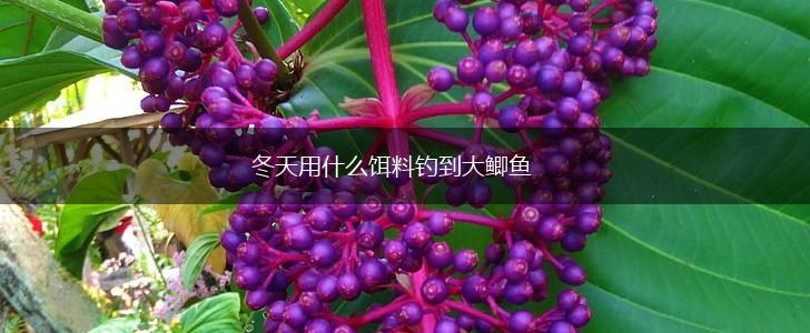 冬天用什么饵料钓到大鲫鱼,第1张