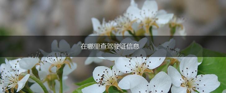在哪里查驾驶证信息,第1张