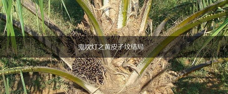 鬼吹灯之黄皮子坟结局,第1张