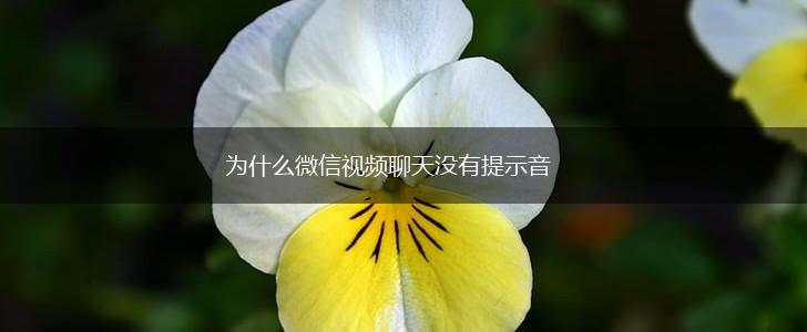 为什么微信视频聊天没有提示音,第1张