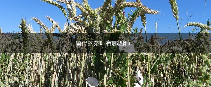 唐代的茶叶有哪四种,第1张