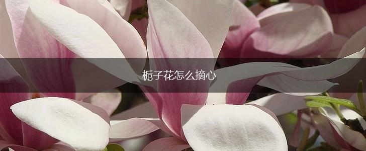 栀子花怎么摘心,第1张