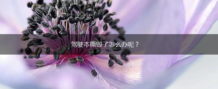 驾驶本撕毁了怎么办呢？,第1张