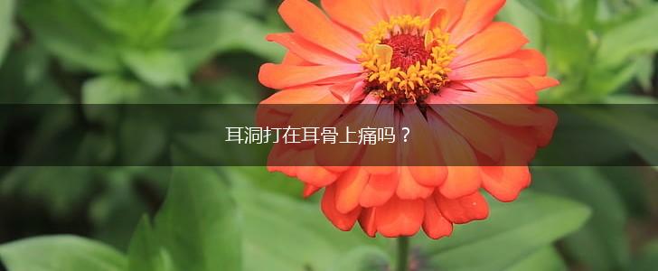 耳洞打在耳骨上痛吗？,第1张