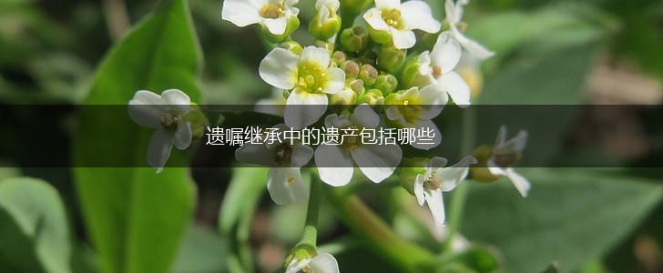 遗嘱继承中的遗产包括哪些,第1张