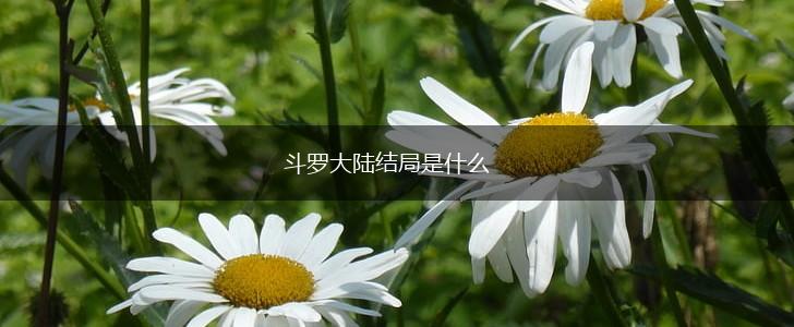斗罗大陆结局是什么,第1张