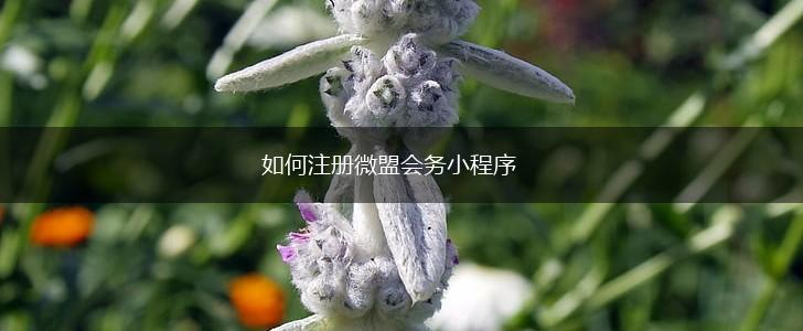 如何注册微盟会务小程序,第1张