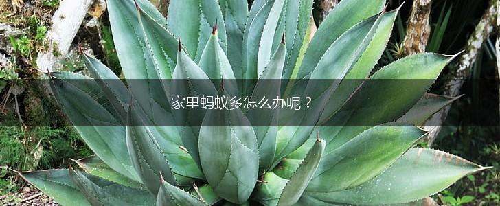 家里蚂蚁多怎么办呢？,第1张