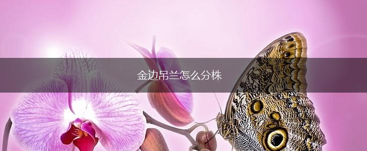 金边吊兰怎么分株,第1张