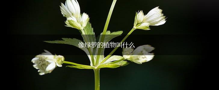 像绿萝的植物叫什么,第1张