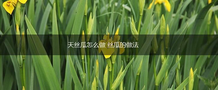天丝瓜怎么做 丝瓜的做法,第1张