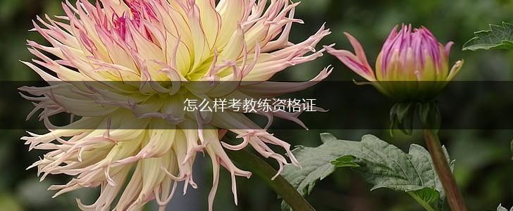 怎么样考教练资格证,第1张