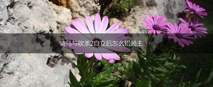 骑马与砍杀2自立后怎么招领主,第1张
