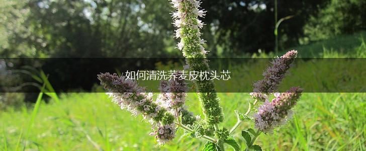 如何清洗荞麦皮枕头芯,第1张 如何清洗荞麦皮枕头芯,第1张