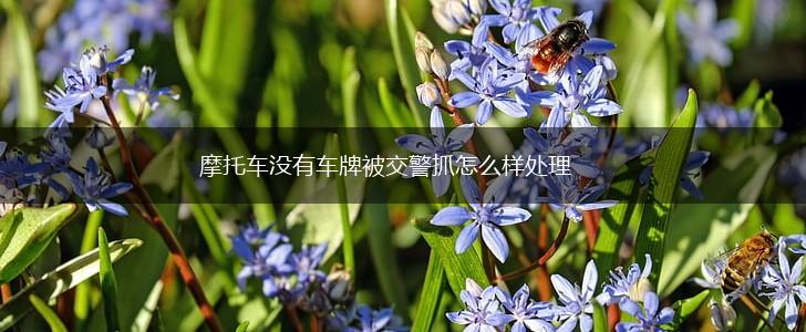 摩托车没有车牌被交警抓怎么样处理,第1张 摩托车没有车牌被交警抓怎么样处理,第1张